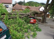 Kwikfynd Tree Cutting Services
tarragindi