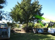 Kwikfynd Tree Management Services
tarragindi