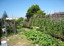 Kwikfynd Vegetable Gardens
tarragindi